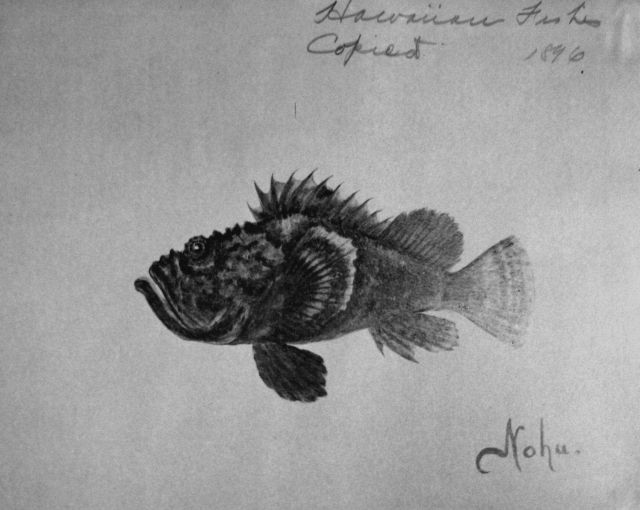Hawaiian Fishes, 1896, Nohu. Picture