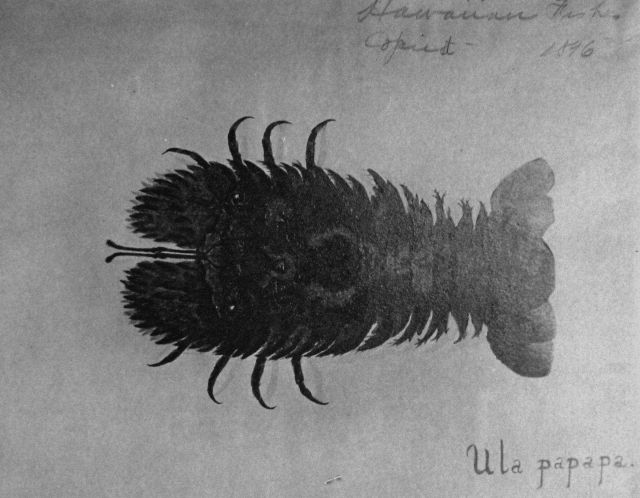 Hawaiian Fishes, 1896, Ula papapa. Picture