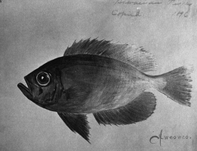 Hawaiian Fishes, 1896, Aweoweo. Picture