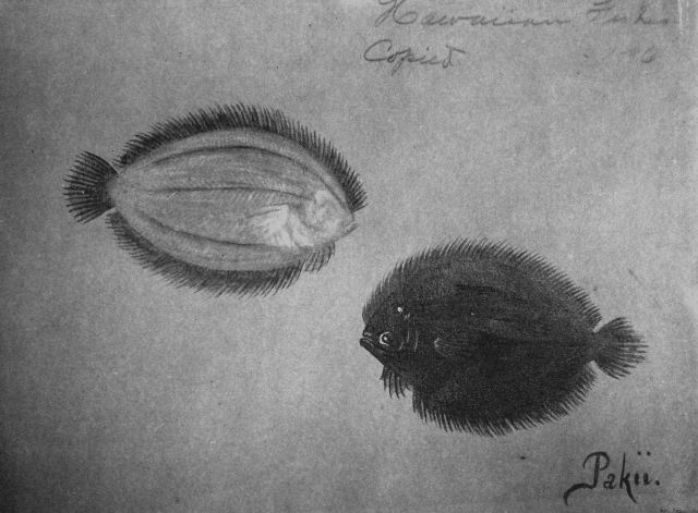 Hawaiian Fishes, 1896, Pakii. Picture