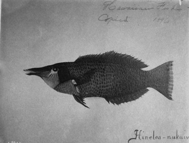 Hawaiian Fishes, 1896, Hinelea-nukuiv. Picture