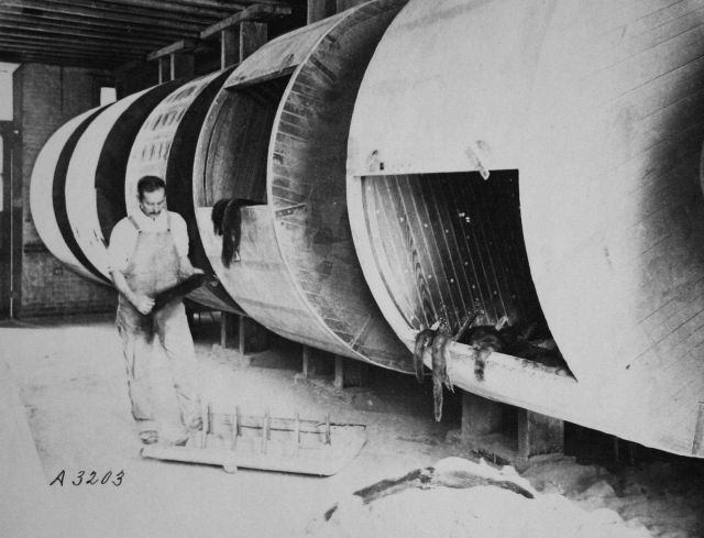 Utilization of the skins of aquatic animals, cleaning drums. Picture
