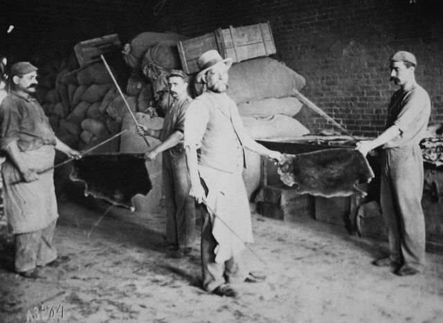 Utilization of the skins of aquatic animals, beating beaver skins for removing sawdust, etc. Picture