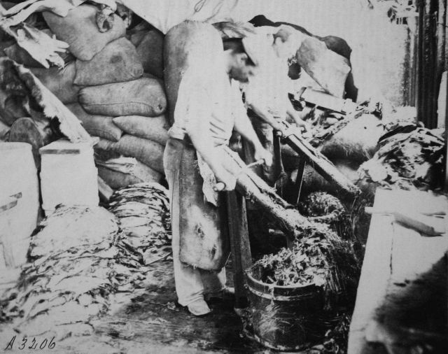 Utilization of the skins of aquatic animals, shaving mink skins. Picture