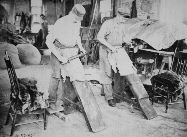 Utilization of the skins of aquatic animals, skinning beaver skins. Picture