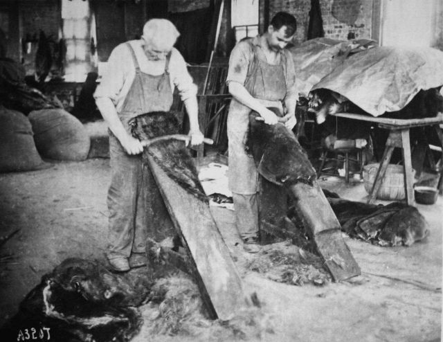 Utilization of the skins of aquatic animals, beating and plucking beaver skins. Picture