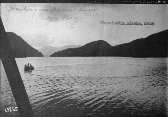 Chamberlin, AK, 1903, hauling in purse seine. Picture