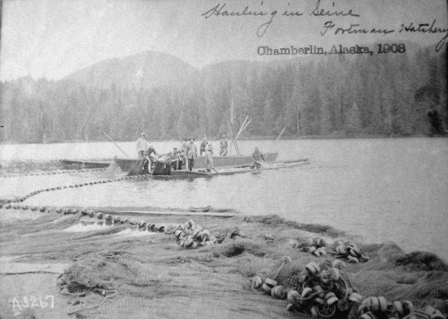 Chamberlin, AK, 1903, hauling in seine, Fortman Hatchery. Picture