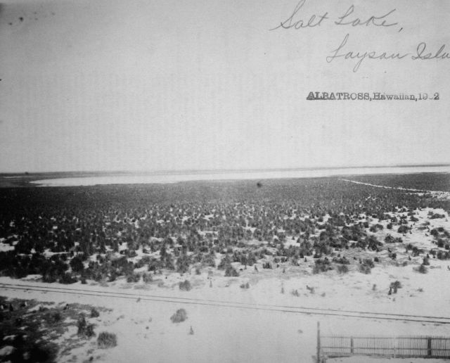 Albatross, HI, 1902, salt lake, Laysan Island. Picture