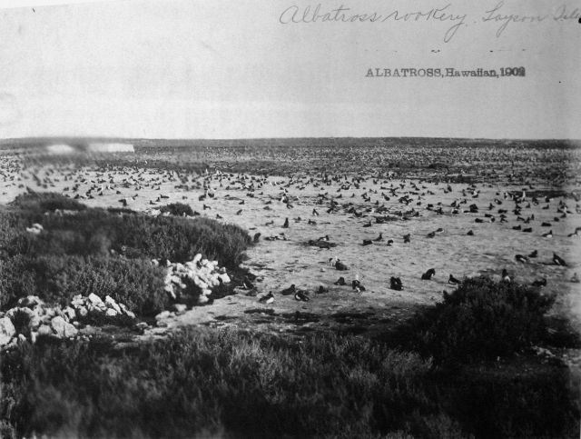 Albatross, HI, 1902, albatross rookery, Laysan Island. Picture