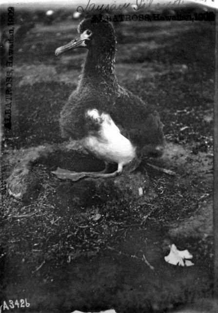 Albatross, HI, 1902, Laysan Island. Picture