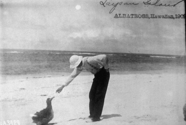 Albatross, HI, 1902, Laysan Island. Picture
