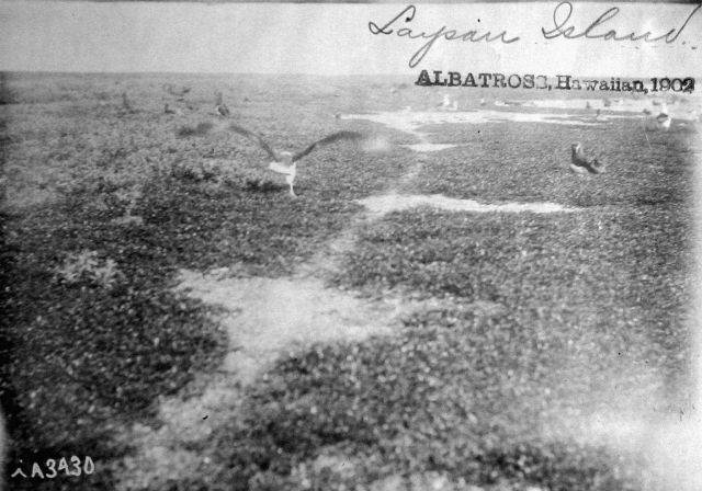 Albatross, HI, 1902, Laysan Island. Picture