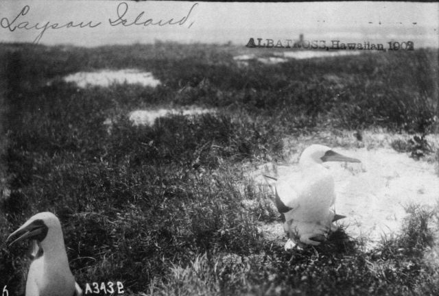 Albatross, HI, 1902, Laysan Island. Picture