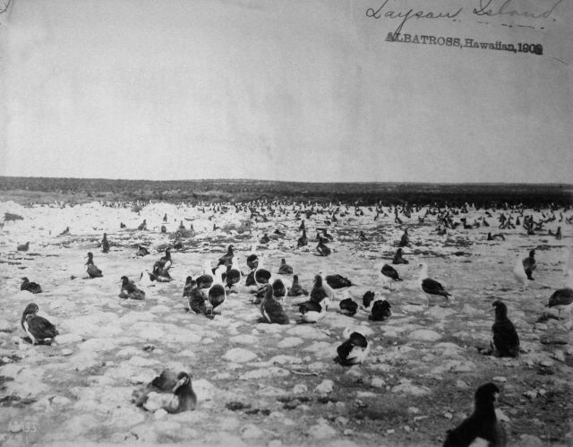 Albatross, HI, 1902, Laysan Island. Picture