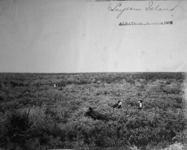 Albatross, HI, 1902, Laysan Island. Picture