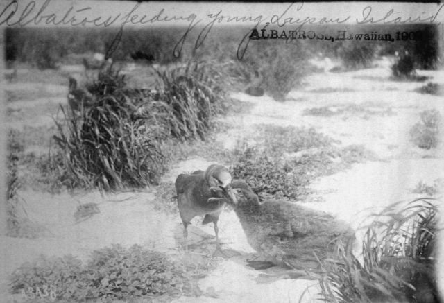 Albatross, HI, 1902, albatross feeding young, Laysan Island. Picture