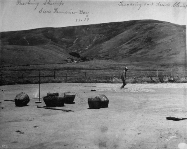 Husking shrimp, treading out dried shrimp, San Francisco Bay, CA, 1888-89. Picture