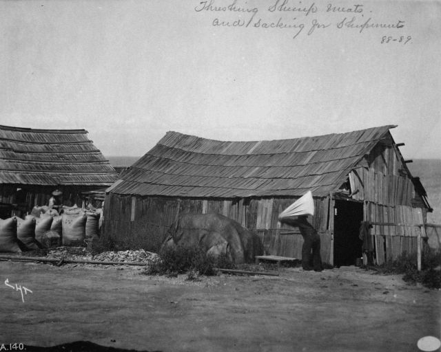 Thrushing shrimp meats and sacking for shipments, 1888-89. Picture