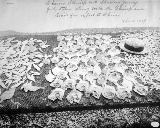 Chinese shrimp net showing young fish taken along with the shrimp and dried for export to China, about 1889, CA. Picture