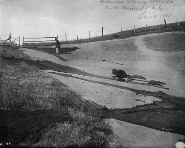 Chinese drying shrimp and mending nets, about 1889, CA. Picture