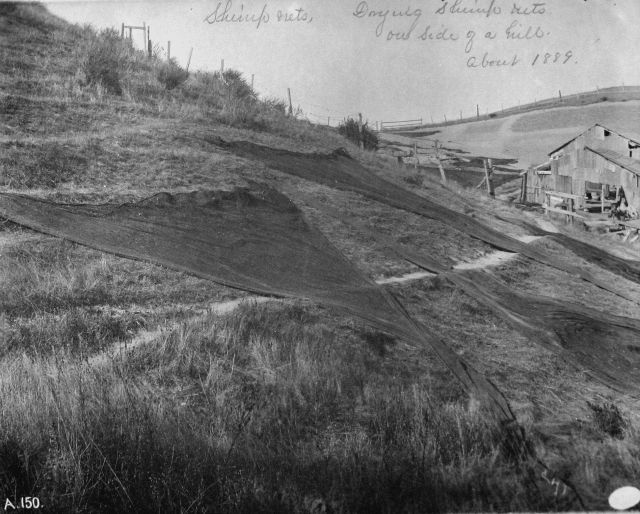 Drying shrimp nets out side on a hill, about 1889, CA. Picture