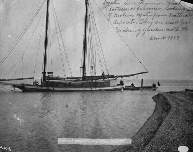 Oyster, San Francisco, CA, flat bottomed schooner, loading of native oyster from natural deposits, they are used for making garden walk, etc, Picture