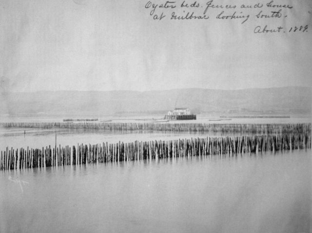 Oyster beds, fences and house at Milbrae, CA, looking south, about 1888. Picture
