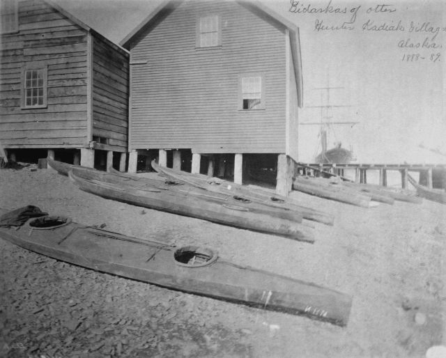 Bidarkas of otter, hunter Kodiak village, AK, 1888-89. Picture