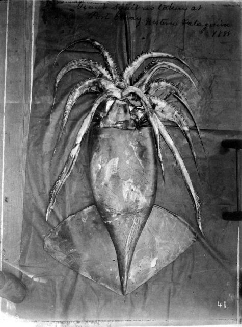 Giant squid as taken at Port Otway, western Patagonia, 1888. Picture