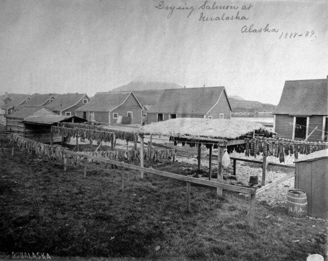 Drying salmon at Unalaska, AK, 1888-89. Picture