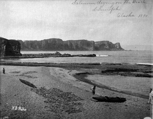 Drying salmon on the beach, Cherwofski, AK, 1890. Picture