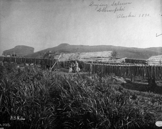 Drying salmon, Cherwofski, AK, 1890. Picture
