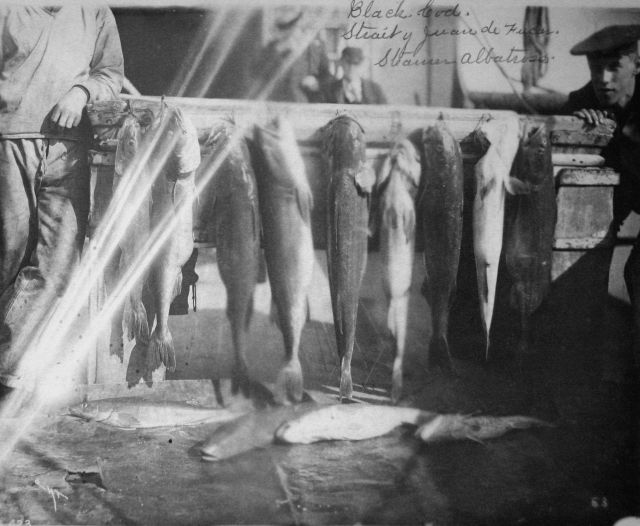 Black cod, Strait of Juan de Fuca, steamer Albatross. Picture