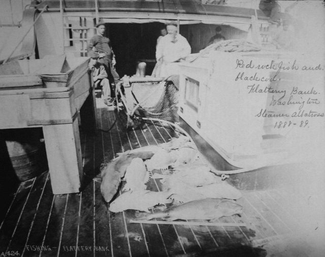 Red rockfish and black cod, Flattery Bank, WA, steamer Albatross, 1888-89. Picture