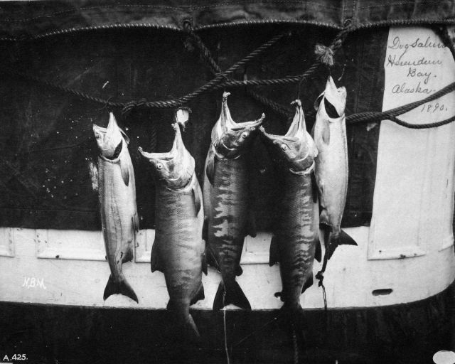 Dog salmon, Herenden Bay (sp.) , AK, 1890. Picture