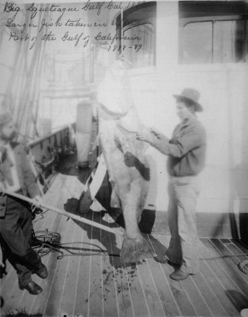 Big Squeteague, Gulf of Cal., 1889, larger fish taken in upper part of the Gulf of California, 1888-89. Picture
