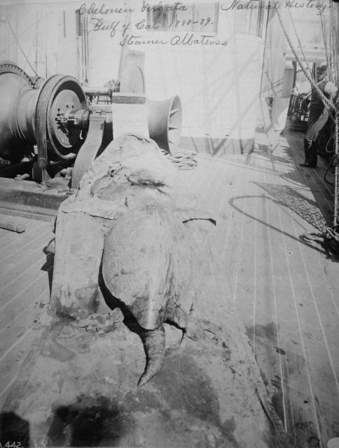 Chelonia virgata, natural history, Gulf of Cal Picture