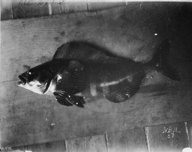 Atka mackerel, Atka, AK, 1893. Picture