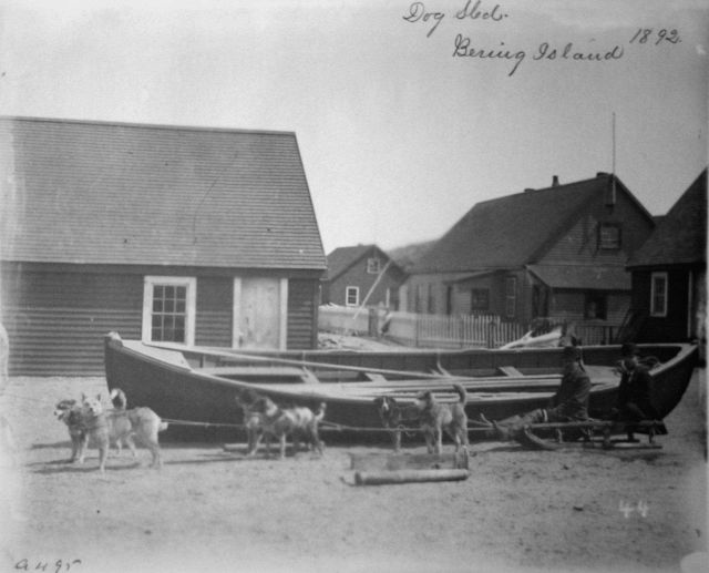 Dog sled, Bering Island, 1892. Picture