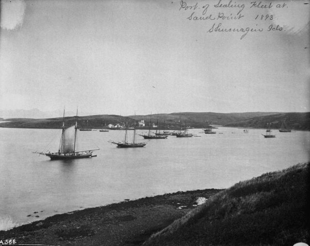 Port of sealing fleet at Sand Point, Shumagin Islands, AK, 1893. Picture