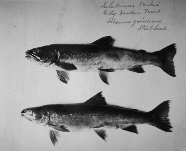 Dolly Varden trout (Salvelinus malma Walbaum), steelhead (Oncorhynchus mykiss). Picture