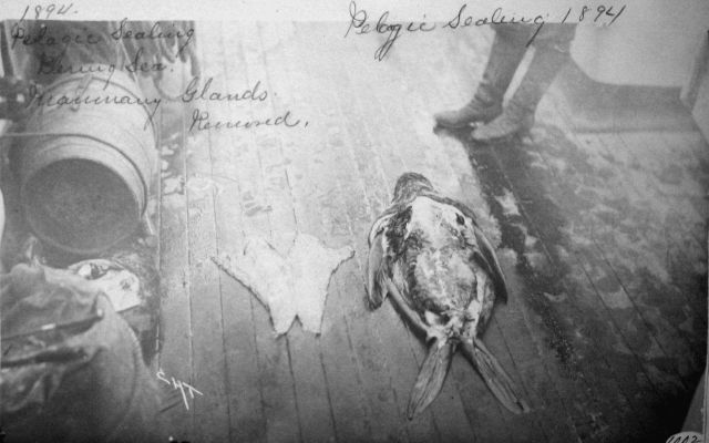 Pelagic sealing, Bering Sea, mammary glands, 1894. Picture