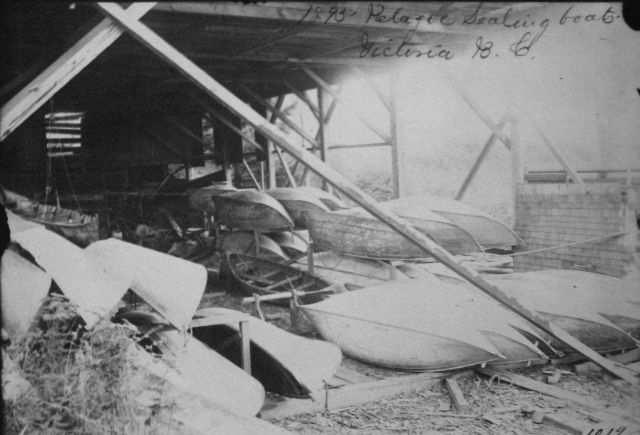 Pelagic sealing boats, Victoria, BC, 1895. Picture