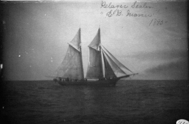 Pelagic sealer E.B Picture