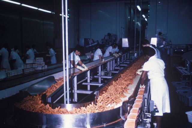 Breaded, cooked fish sticks are being packaged before freezing Picture