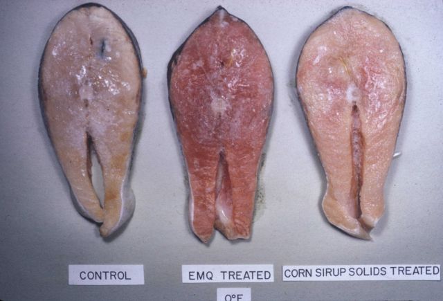 Fishery food scientists carry out research to find the best means of retaining color, as well as taste, during storage of frozen fish Picture