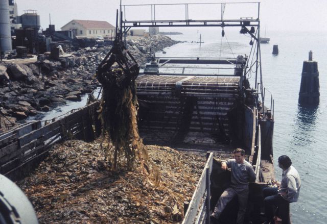 Unloading kelp, a seaweed, from harvesting vessel, Port Hueneme, Calif Picture