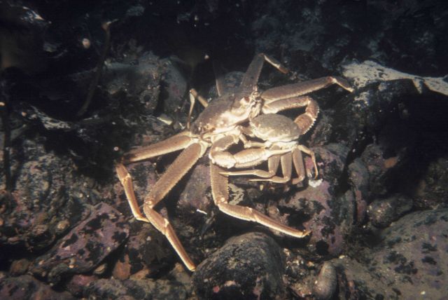 Studying mating habits of a pair of tanner crabs Picture