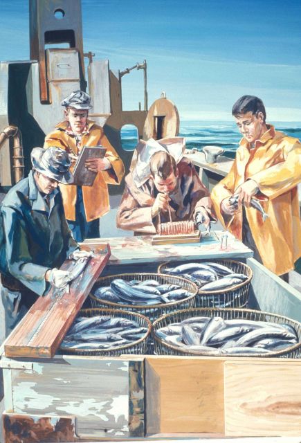 On board a BCF research vessel, fishery biologists are measuring fish and taking blood samples for stock analysis Picture